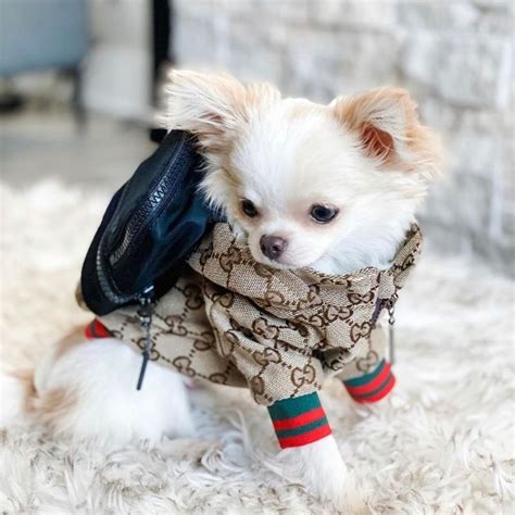 dogs in gucci